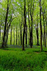 Pathway in West Woods - Marlborough