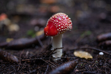Amanita Muscaria, poisonous red mushroom in forest