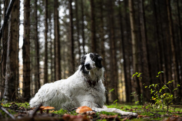 Russian wolfhound dog in green pine forest