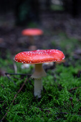 Amanita Muscaria, poisonous red mushroom in forest