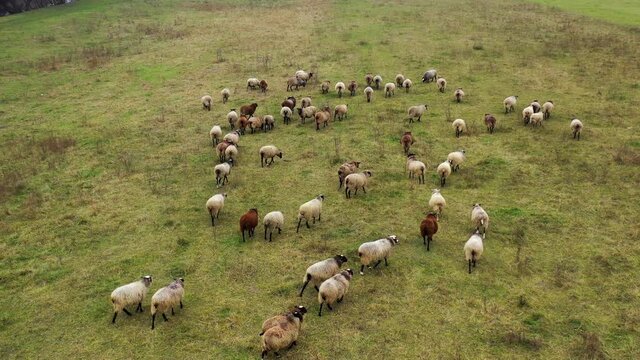 Aerial drone view of sheep herd feeding on grass in green field. Sheep graze on a green meadow.