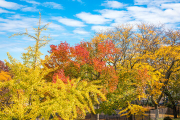 Naklejka premium autumn in the park