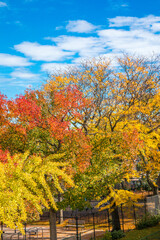 Naklejka premium autumn in the park