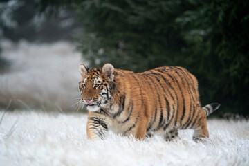 young siberian/bengal tiger, captive