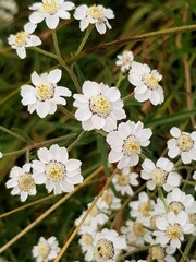 Bastar pellitory, Sneezewort yarrow (Achillea ptarmica)