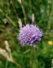 Devil's-bit scabious (Succisa pratensis moench)