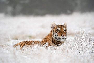 young siberian/bengal tiger, captive