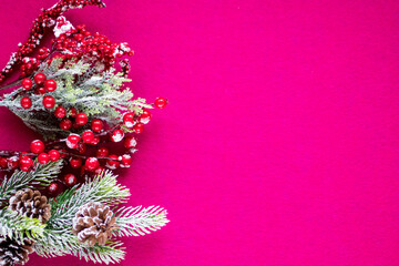 Decorative green branch of a coniferous tree with red berries and snow on a bright fuchsia background. Christmas and New Year concept. Copy space.