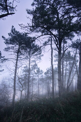 Dawn with fog in the forest