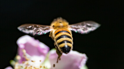bee in flight on a blackberry blossom - macro - closeup - black background
