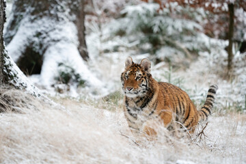 young siberian/bengal tiger, captive