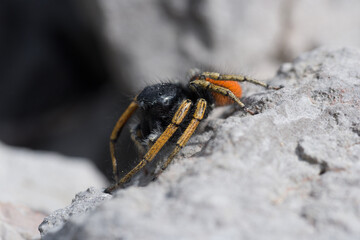 uno splendido esemplare di ragno saltatore di color nero e arancione mentre si prepara ad attaccare, ragno nero e arancione
