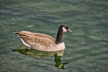 Canada Goose(Branta canadensis)swims in clear water with a reflection over a rocky bottom