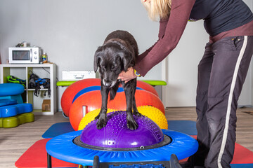 Hund und Trainerin in einem Parkur