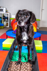Hund steht in einem Parkur in der Reha Praxis
