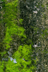 Wall Background and Texture