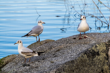 Three seagulls standing on the stone at lake, blue water in background