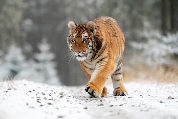 Obraz premium young siberian/bengal tiger, captive