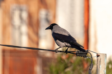 The crow sits on the electric cable