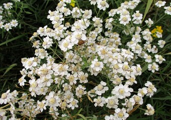 Sneezewort, European pellitory (Achillea ptarmica)