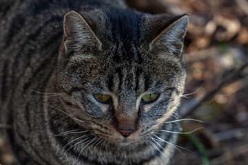Naklejka na ściany i meble One gray tabby cat with black stripes and yellow eyes on a grass