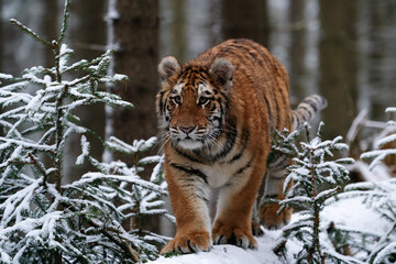 young siberian/bengal tiger, captive