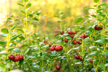 Lingonberry in the forest lingonberry meadow, in the rays of sunlight