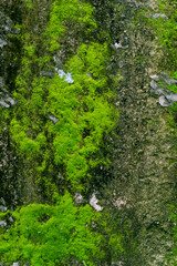 Wall Background and Texture