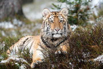 young siberian/bengal tiger, captive