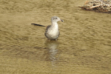 A seagull enjoying life, in the waters of Gaviota State Park Beach, in Santa Barbara County, California.