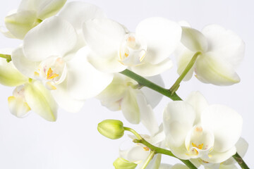 White orchid branch ,Phalaenopsis, on a white background with copy space in the left bottom corner