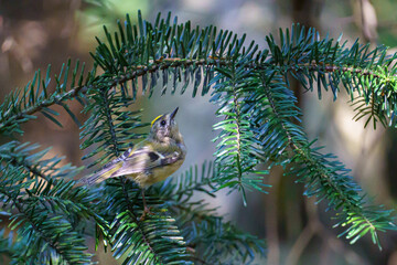Wintergoldhähnchen