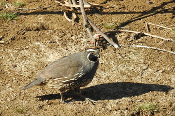 Male California quail, wandering around, searching the ground for food, on the banks of Gaviota Creek in Santa Barbara, California.
