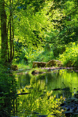 Fototapeta na wymiar Spiegelbild im grünen Wald