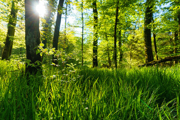 Fototapeta na wymiar Frühlingsmorgen im Wald