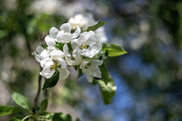 Apple blossom branch of flowers cherry. White flower buds on a tree on a blue sky background. Beautiful atmospheric abstract postcard with copy space.  Concept of early spring, bright happy day