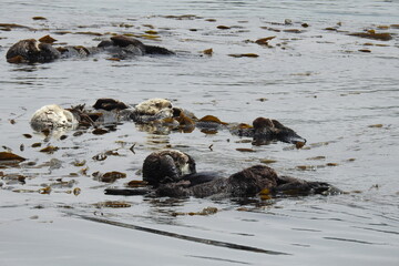 Sea otters enjoying a day in the kelpy waters of Morro Bay, California.