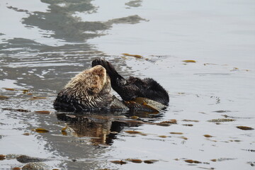 Sea otters enjoying a day rolling around in the kelpy waters of Morro Bay, California.