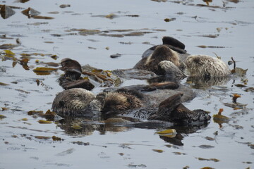 A pair of mama sea otters snuggling with their young ones in Morro Bay, California.