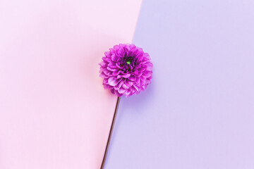 Amazing Dahlia flower on a violet and pink pastel background.