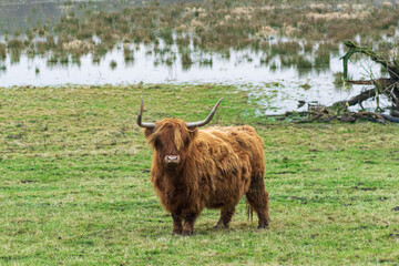 Naklejka na ściany i meble highland cow with horns