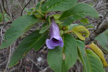 Flower from Chapada Diamantina