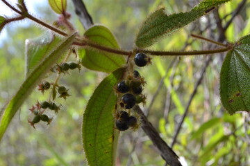 Wild fruit