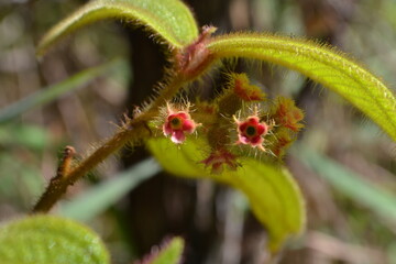 Obraz premium Flower