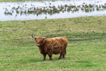 highland cow