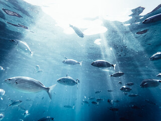 School of fish in crystal clear waters of the Mediterranean Sea