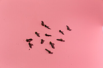 carnation on a pink background with hard light