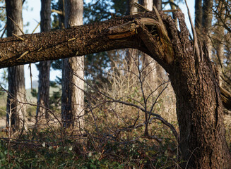 a snapped fir tree trunk bent over at 90 degrees in a woodland background