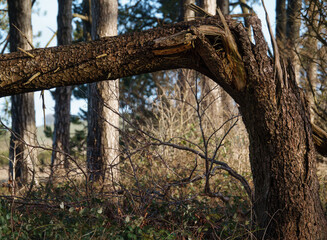 Fototapeta premium a snapped fir tree trunk bent over at 90 degrees in a woodland background