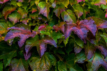 Autumn sketch: multicolored leaves of climbing plants